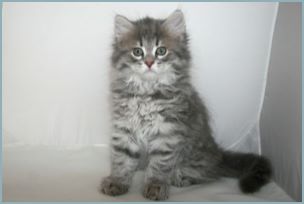 Male Siberian Kitten from Deedlebug Siberians